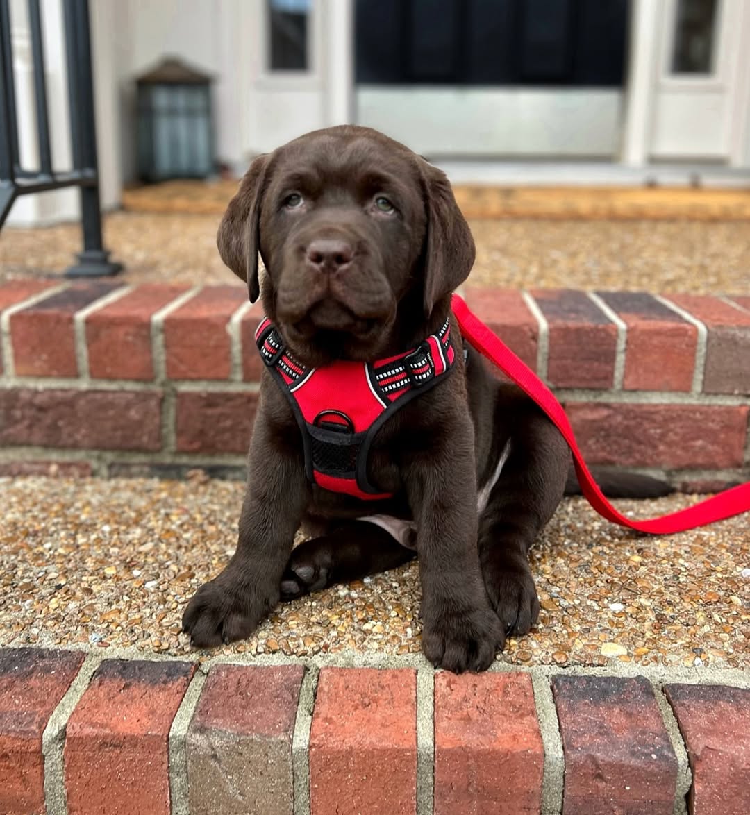 rocky 0